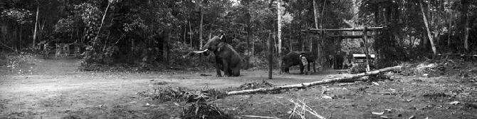Trainig of Elephants for Logging in Kachin State (2007)