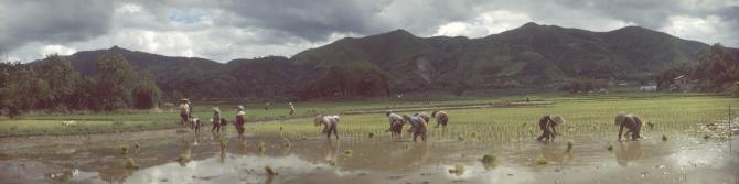 Rice fields near Kengtung, July 2006
