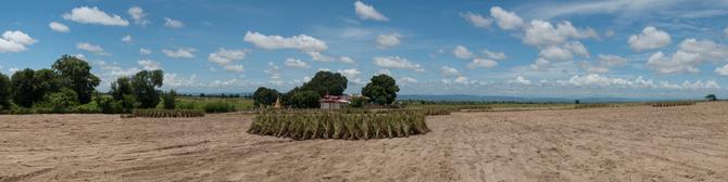 Harvest of sesame near Magwey, 2014