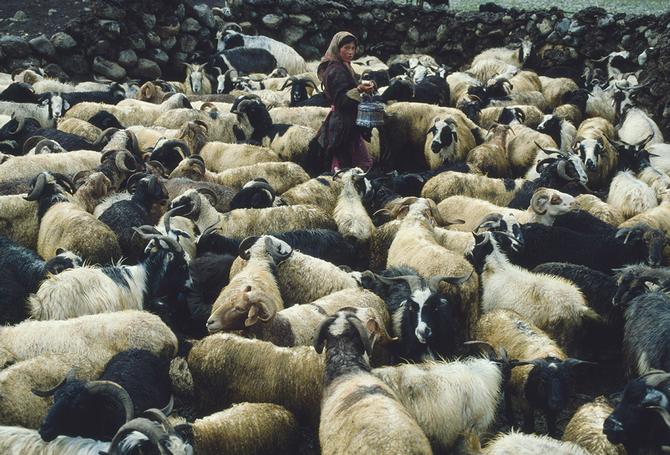 At Nimaling, Ladakh, 1983